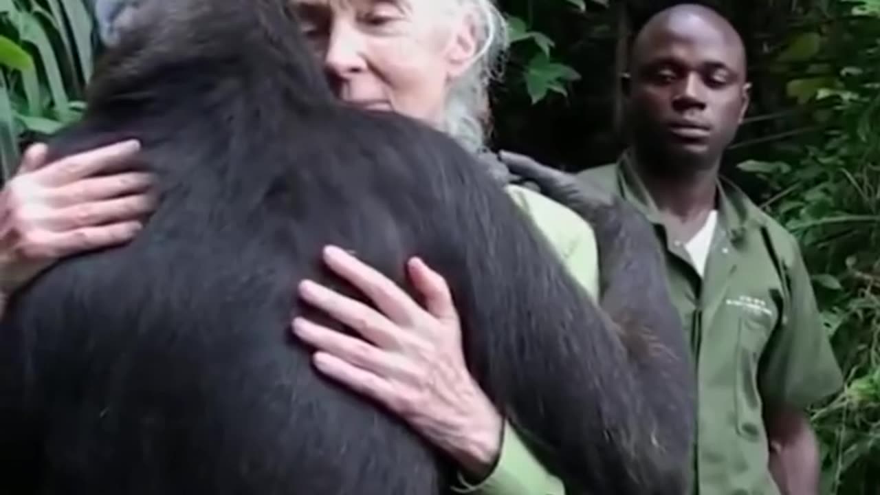 Chimpanzee love it's rescuer