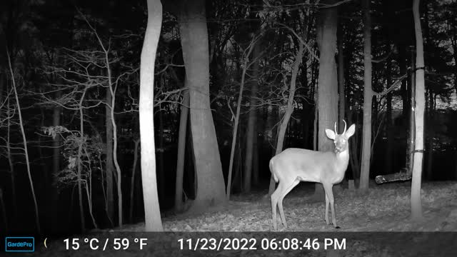 The Woods – 11/24/2022