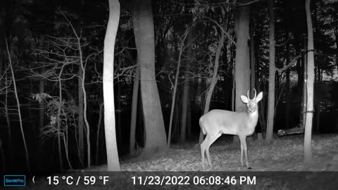 The Woods – 11/24/2022