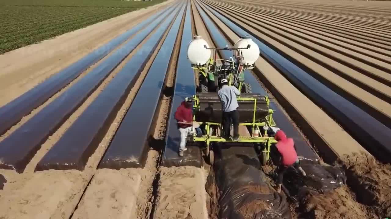 How To Produce Billions Of Strawberries In California - Strawberry Harvesting-7