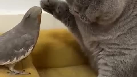 owl cat and parrot