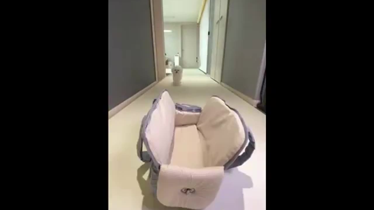hello cute puppy