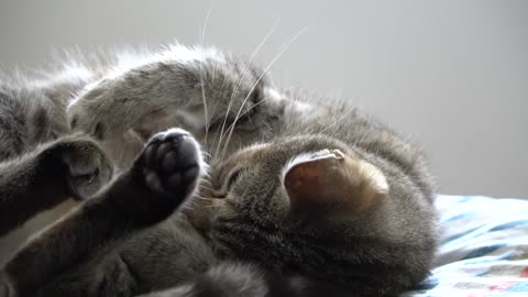 Cute cat sleeping