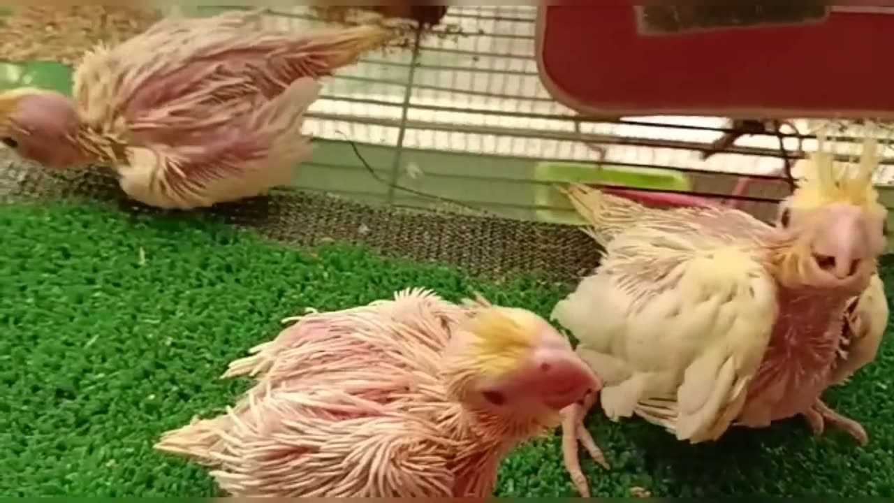baby callopsate