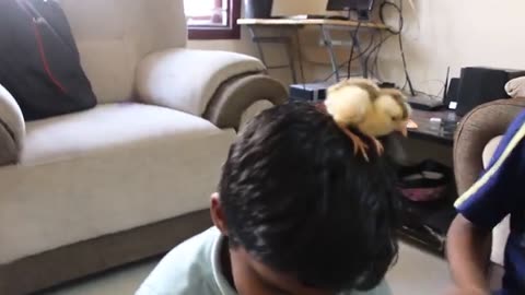 Kids playing with colorful chickens 🐥☺️