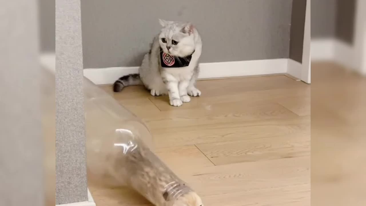 Cats funny video