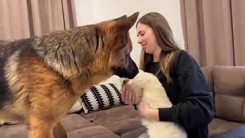 German Shepherd Meets Golden Retriever Puppy for the First Time