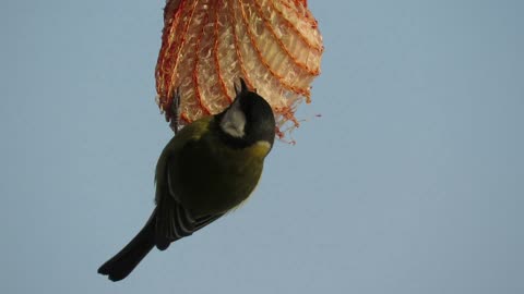 A Green Sparrow Feeding On Food Placed In A Hanging Plastic Net