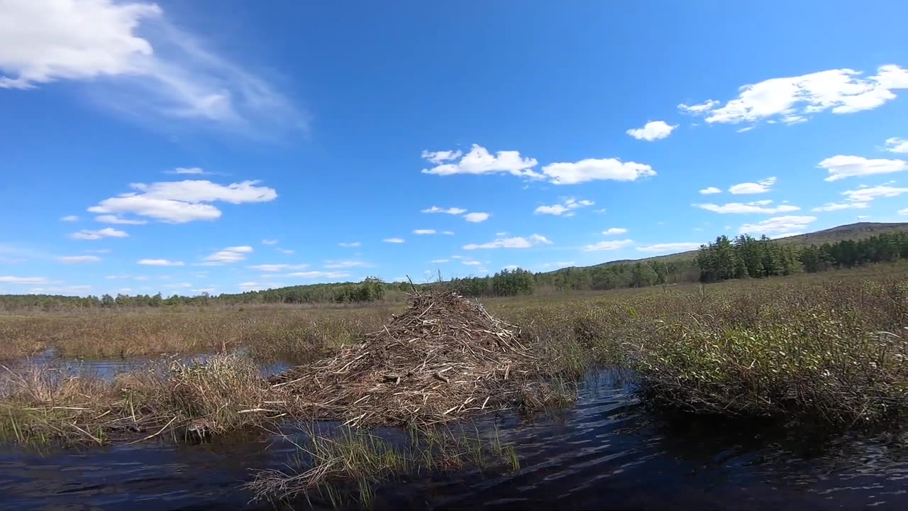 Beaver Lodge