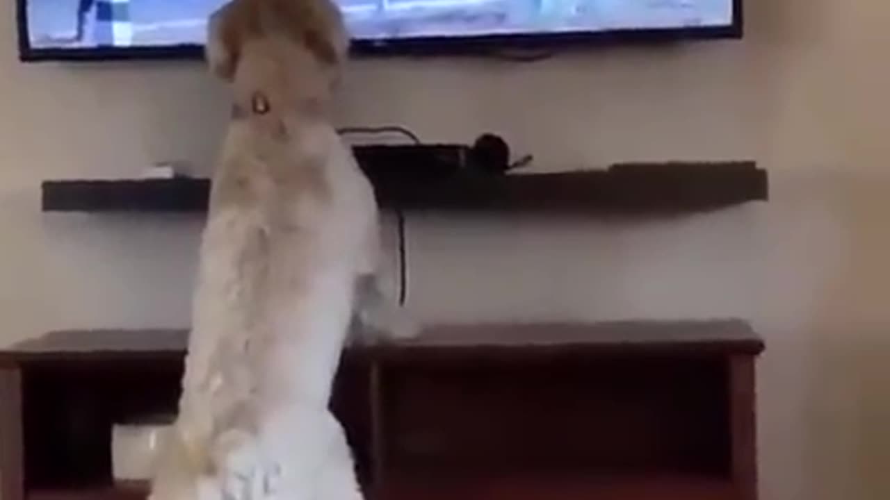 funny clip