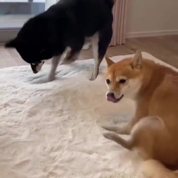 Digging a hole to china 🤣🤣🤣