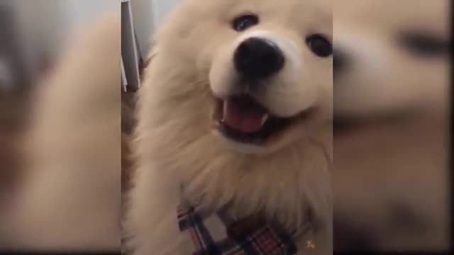 Cute and Funny Dog