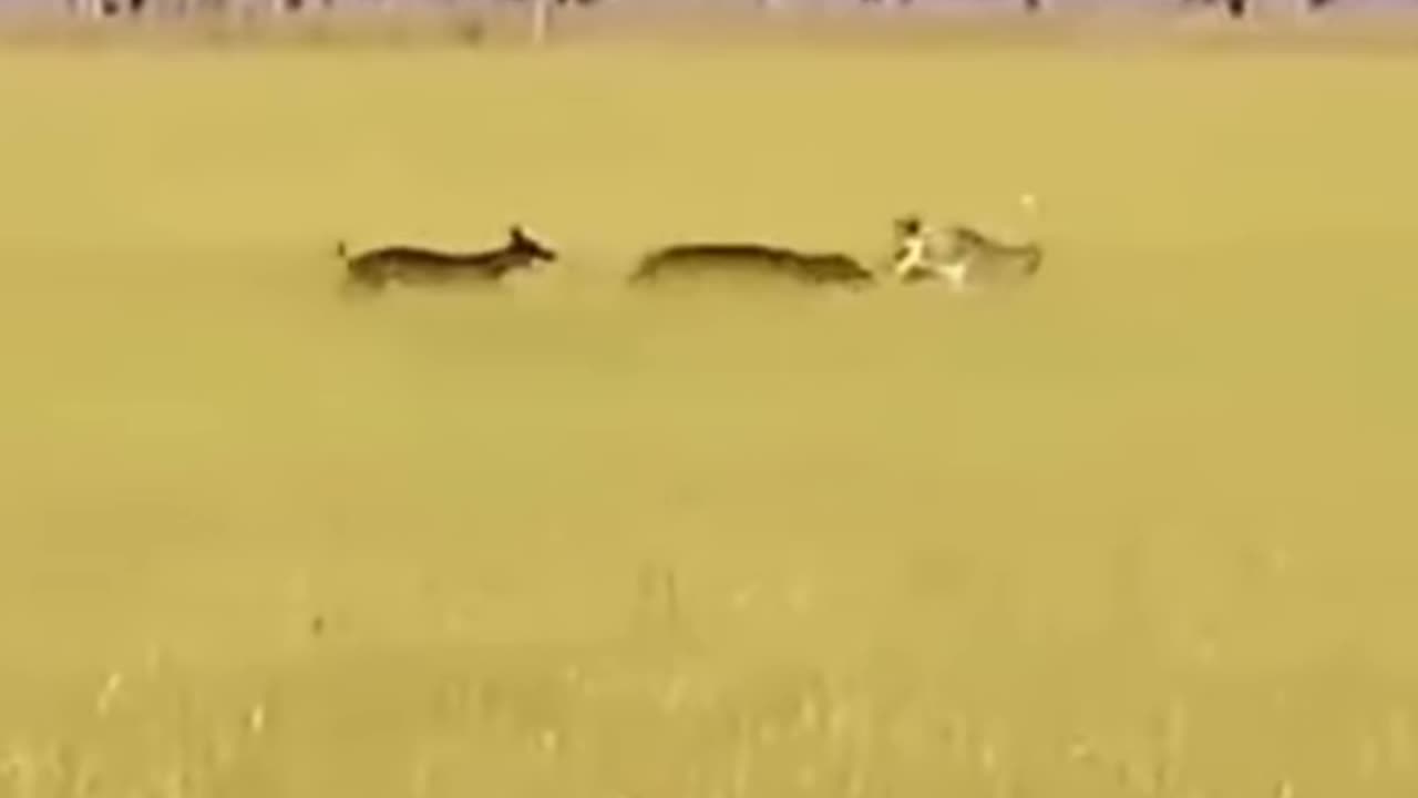why are you running?
