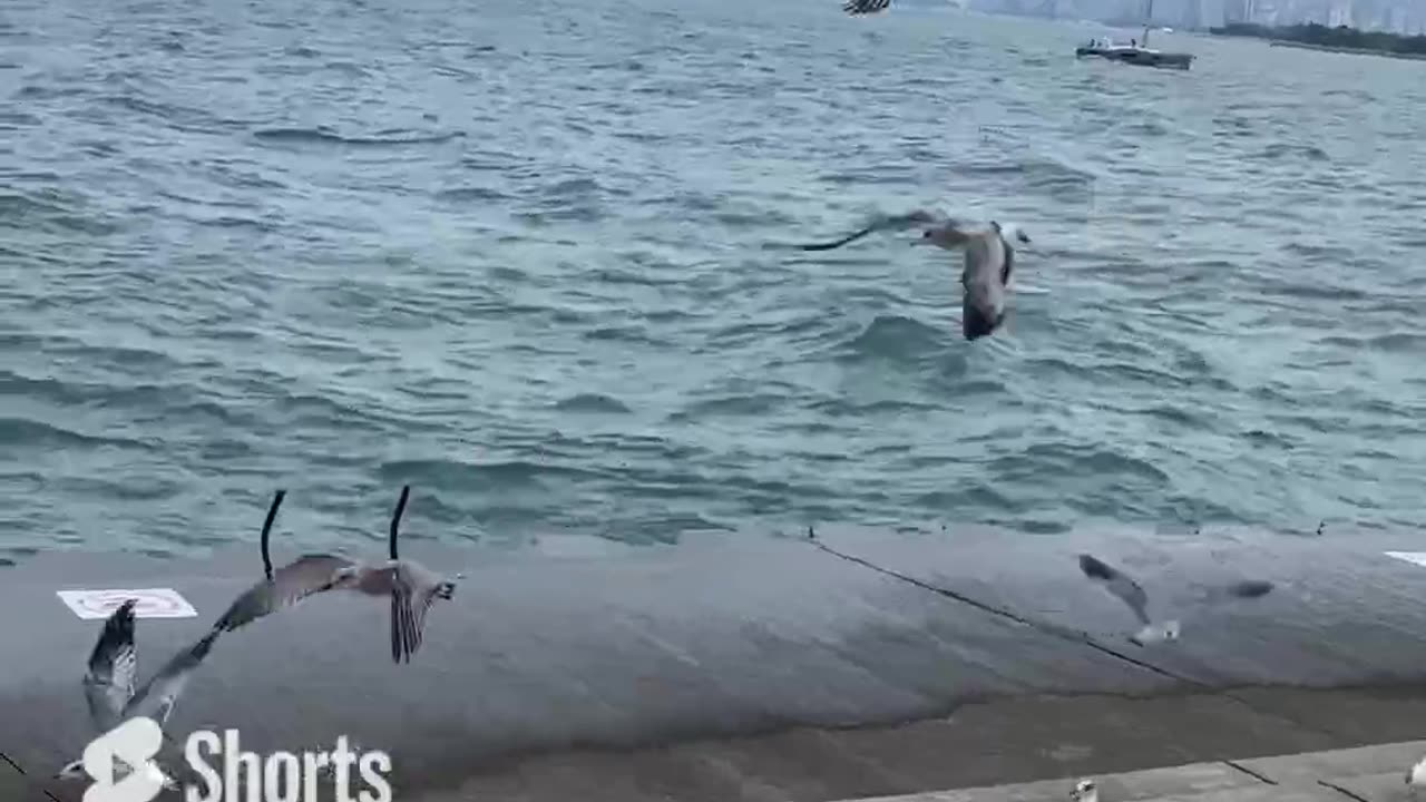 Lake Shore Beach Seagulls Party ASMR