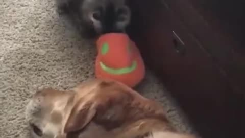 Epic Battle of the Furry Titans: Cat vs. Dog"😀😀😀😂😂