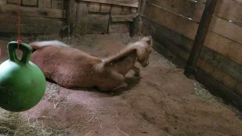 Rolling in the sawdust