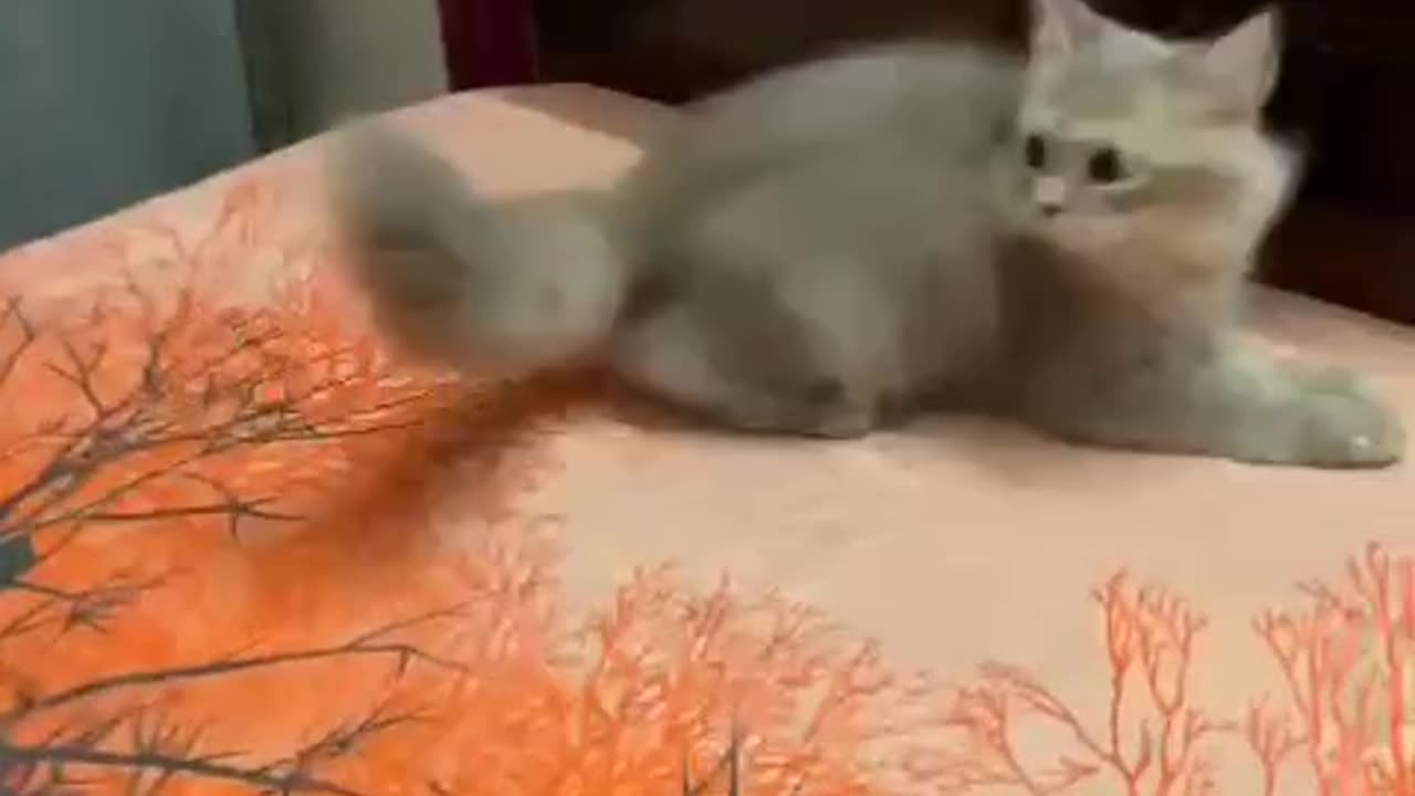 Funny and comedy ll A cat was play on the room ll