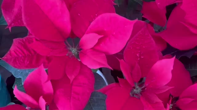 pink flowers