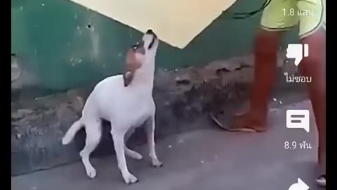 dog dance