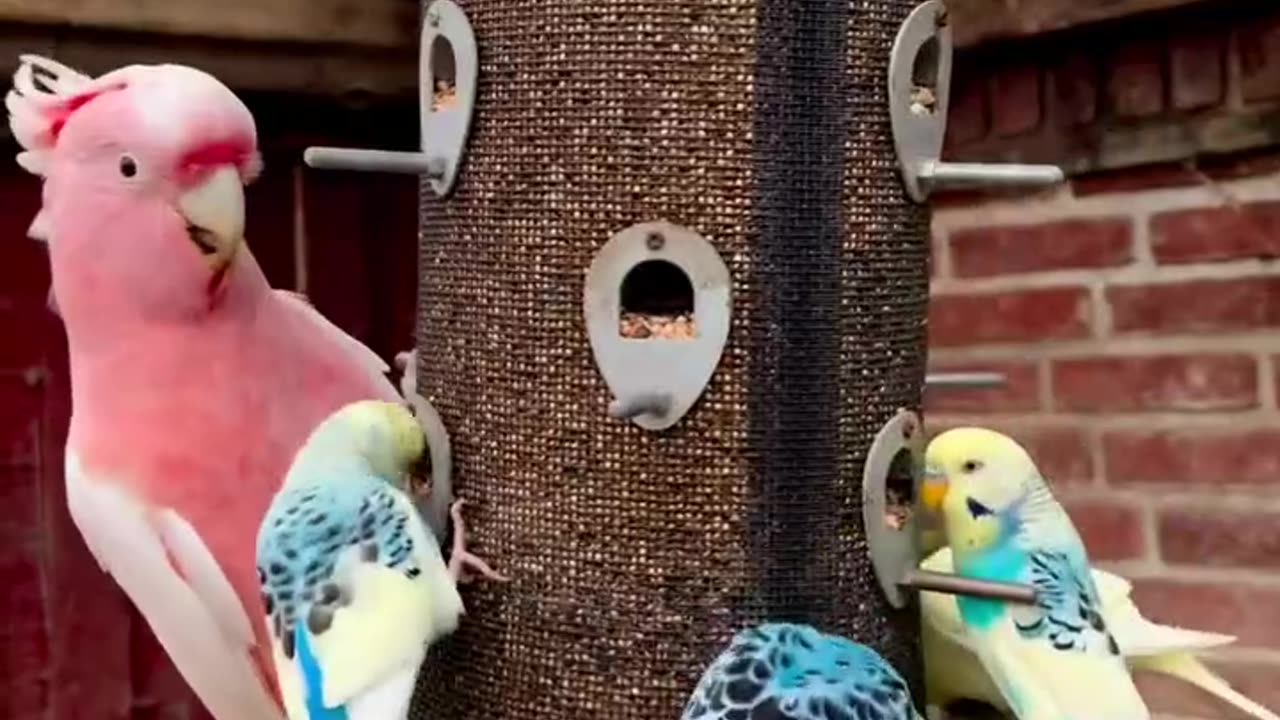 Parrot Adorable 4k HD Photography.