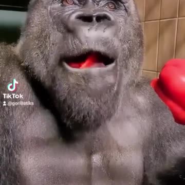 Taking a Peek at Burrowing Owl Chicks || ViralHog