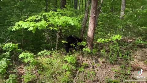 Bear Cub Baby at Fort Mountain, Chatsworth GA