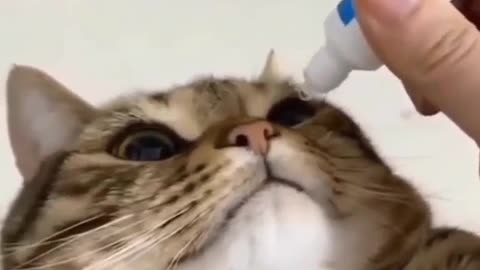 Funny cat