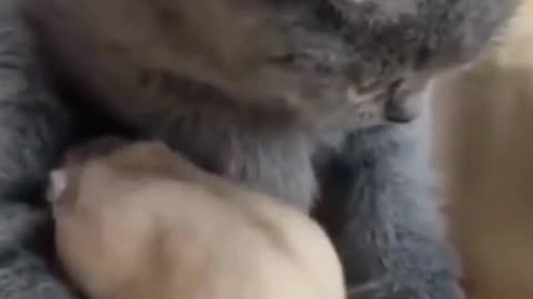 😻🐹❤️Friendship Knows No Bounds: Cat and Hamster's Playful Bond