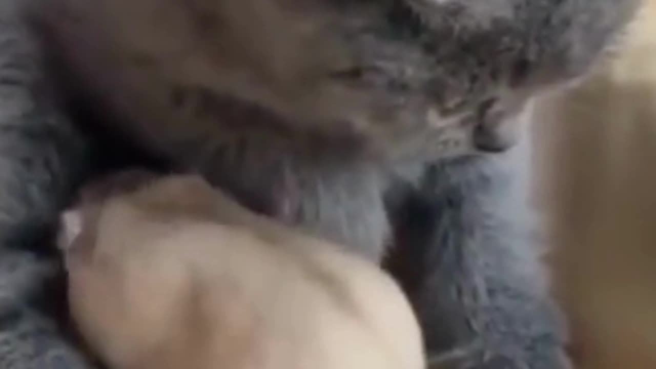 😻🐹❤️Friendship Knows No Bounds: Cat and Hamster's Playful Bond