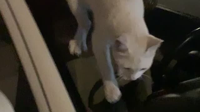 Cat getting slid on the car mirror