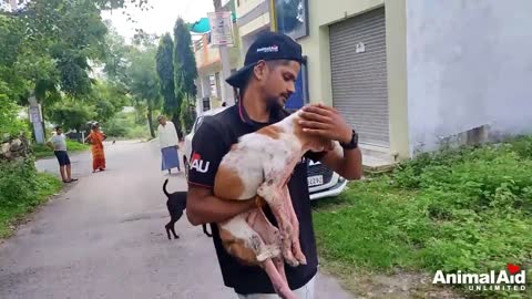 Healing a puppy whose eyes were sealed shut by advanced mange.