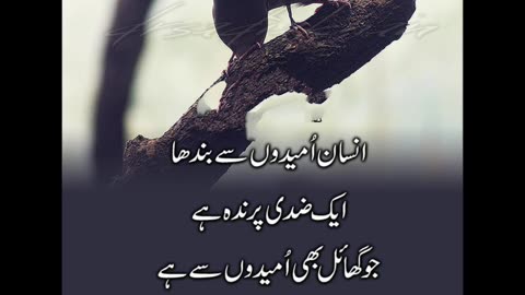 Best urdu Quotes by molana romi