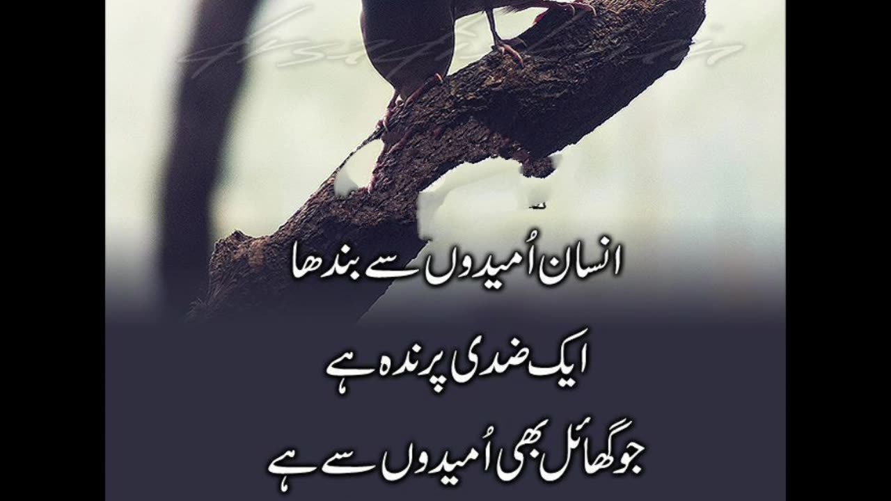 Best urdu Quotes by molana romi