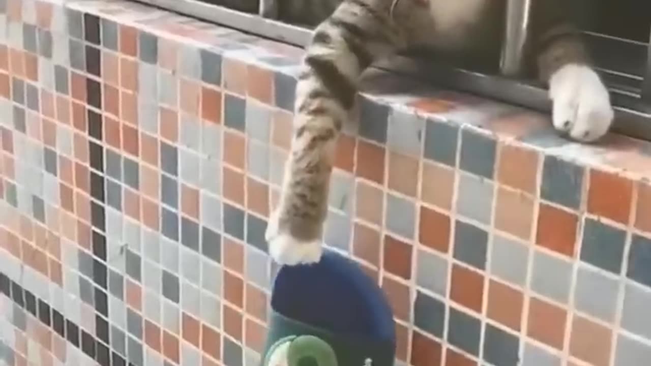Cute Cats and Dogs