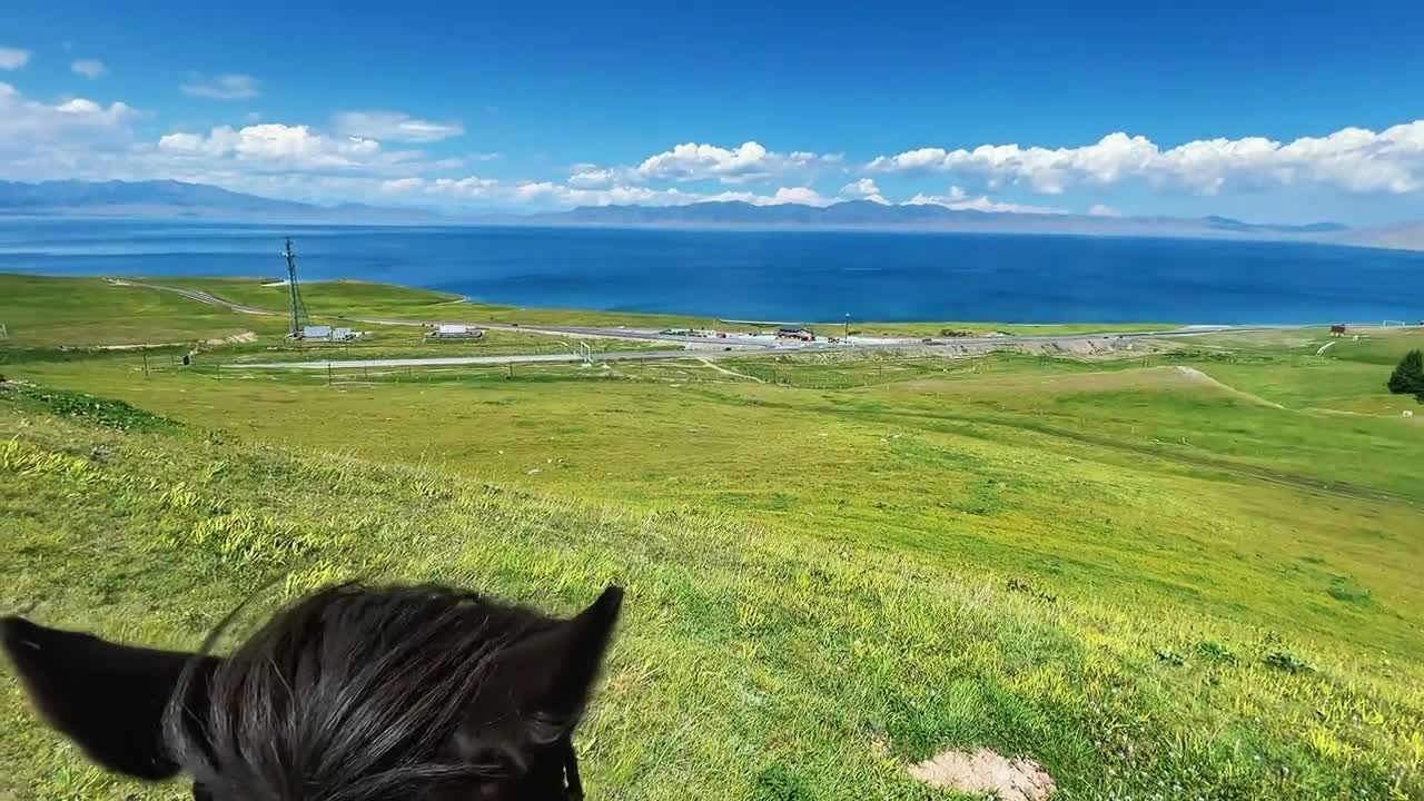 grassland with horses