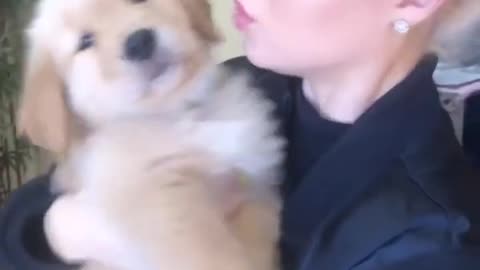 Cute dog wants kisses