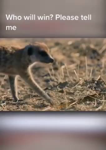 Snake fight snake vs Mongoose wild animals