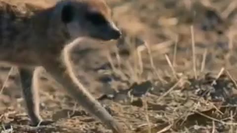 Snake fight snake vs Mongoose wild animals