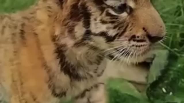 baby tiger is angry 😡