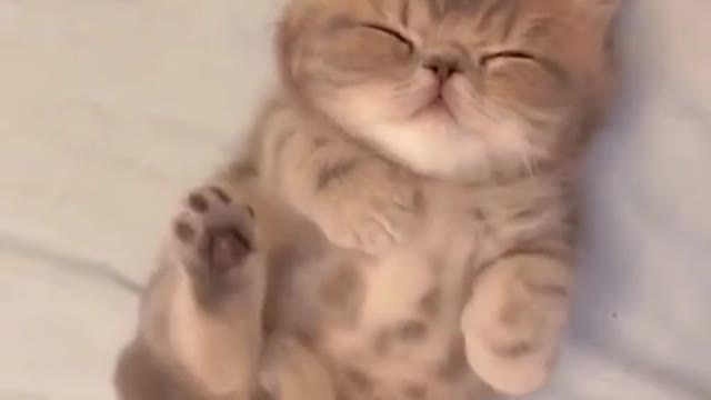sleepy cat