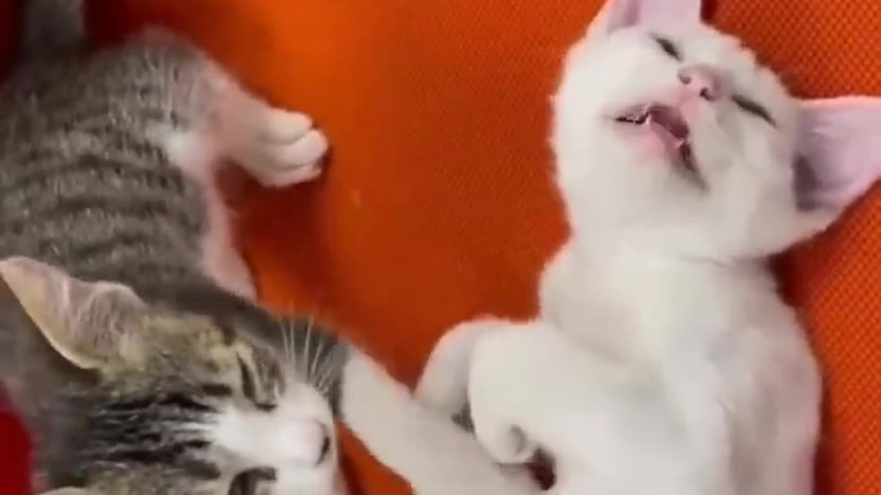 Funny animal video