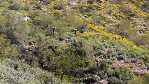 "Lost Gold Mine" trail out from Gold Canyon, Arizona after 3 days of rain