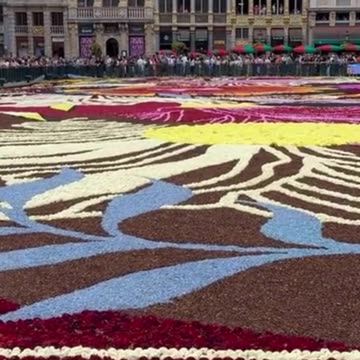 Brussels Flower Carpet BELGIUM 2024 #trending #shorts