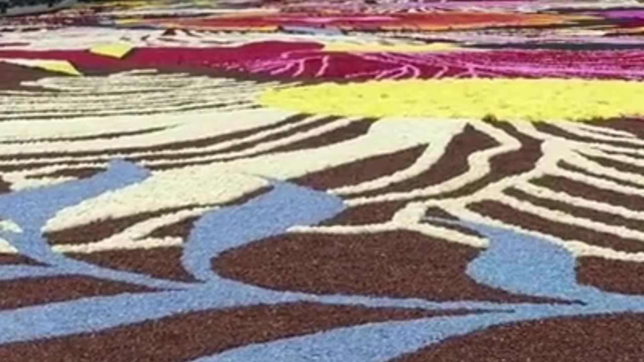 Brussels Flower Carpet BELGIUM 2024 #trending #shorts