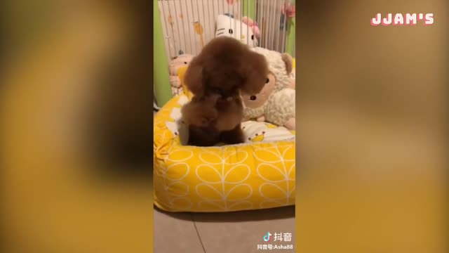Cute and Funny Dogs