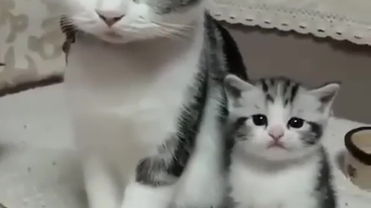 Cute Animal❤️😘