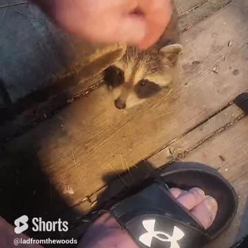Baby Raccoons Figure Out Water Bowl #shorts