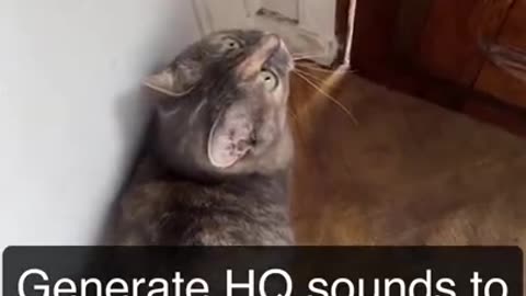 Sound That attract cats.