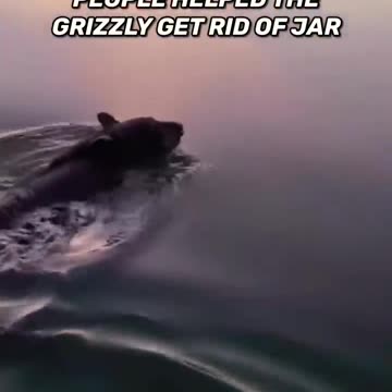 ANIMALS THAT ASKED PEOPLE FOR HELP 4K