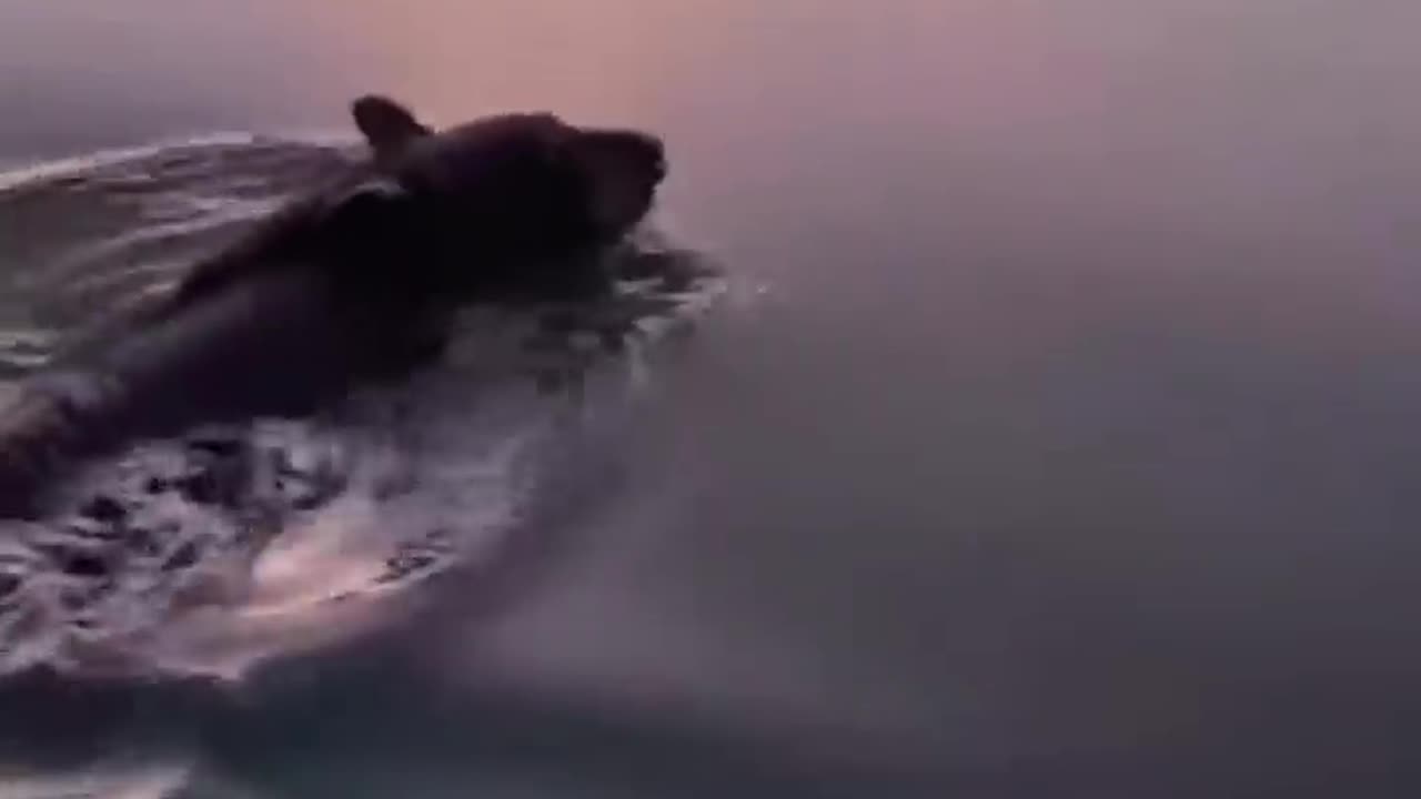 ANIMALS THAT ASKED PEOPLE FOR HELP 4K